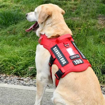 Why Service Dog Patches Are Important for Clear Identification